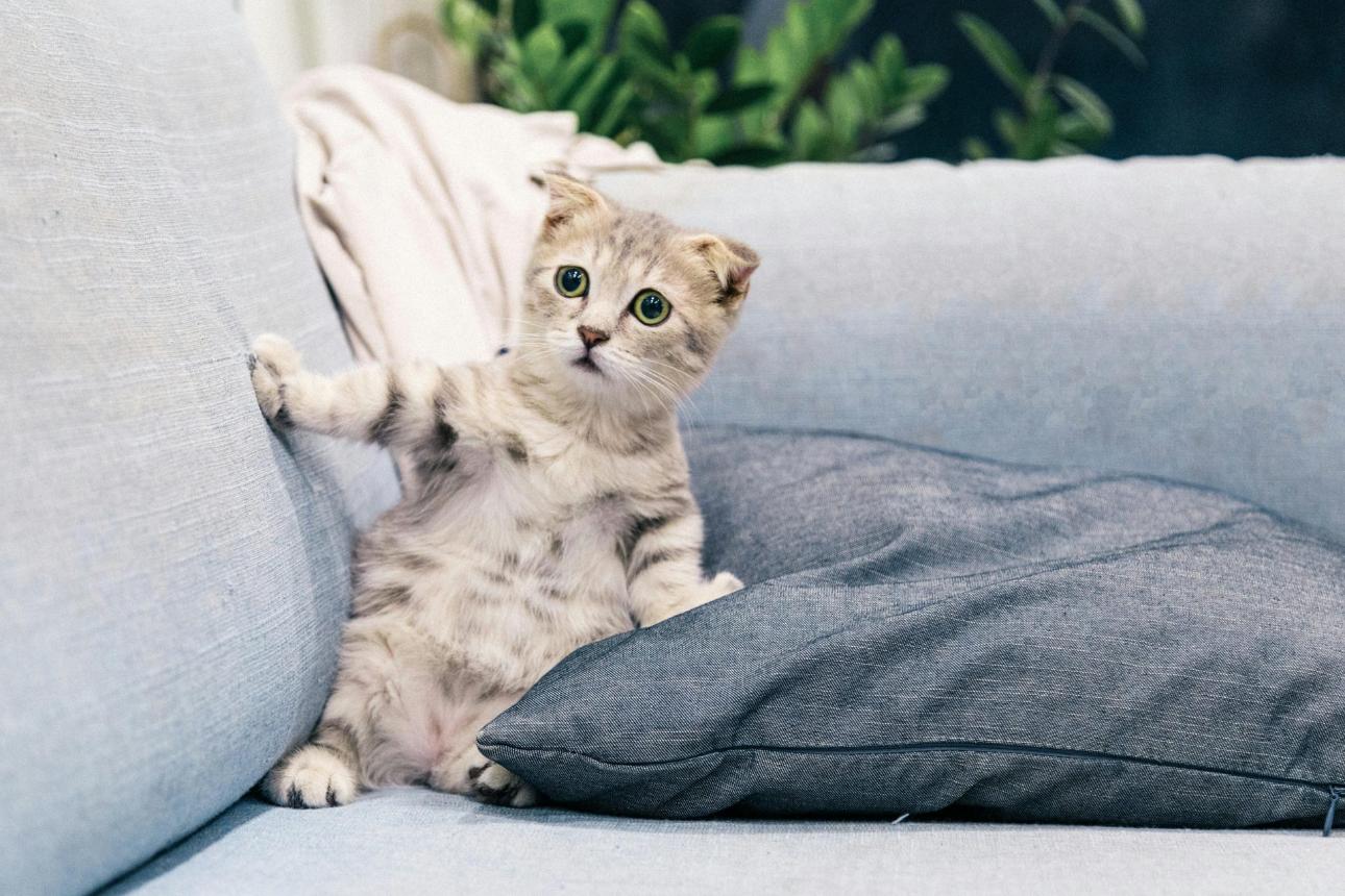 Lindo gatito Scottish Fold sentado en un cómodo sofá en el interior, agregando encanto a cualquier espacio habitable.