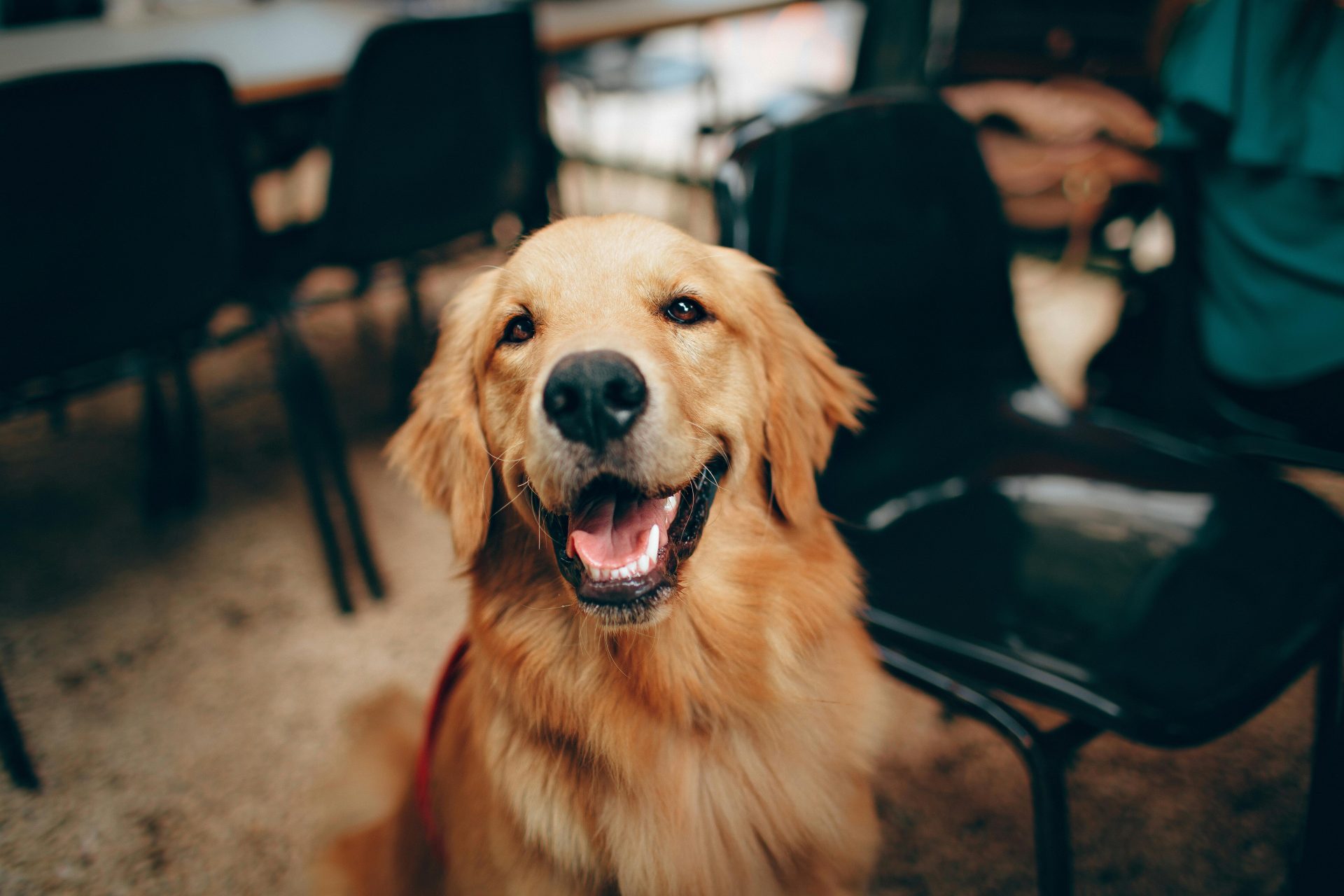 Encantador perro golden retriever sonriendo en el interior, mostrando su naturaleza juguetona y amistosa.