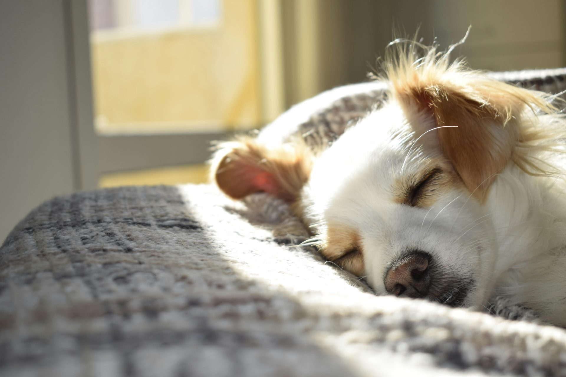 Un lindo cachorro durmiendo pacíficamente en una cama en una habitación soleada, mostrando calma y calidez.