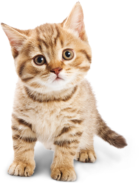 Gato pequeño